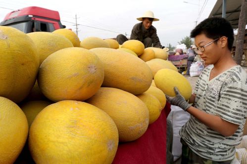為什么新疆盛產(chǎn)的農(nóng)副產(chǎn)品,在其他地方銷(xiāo)量都不好,看完漲知識(shí)